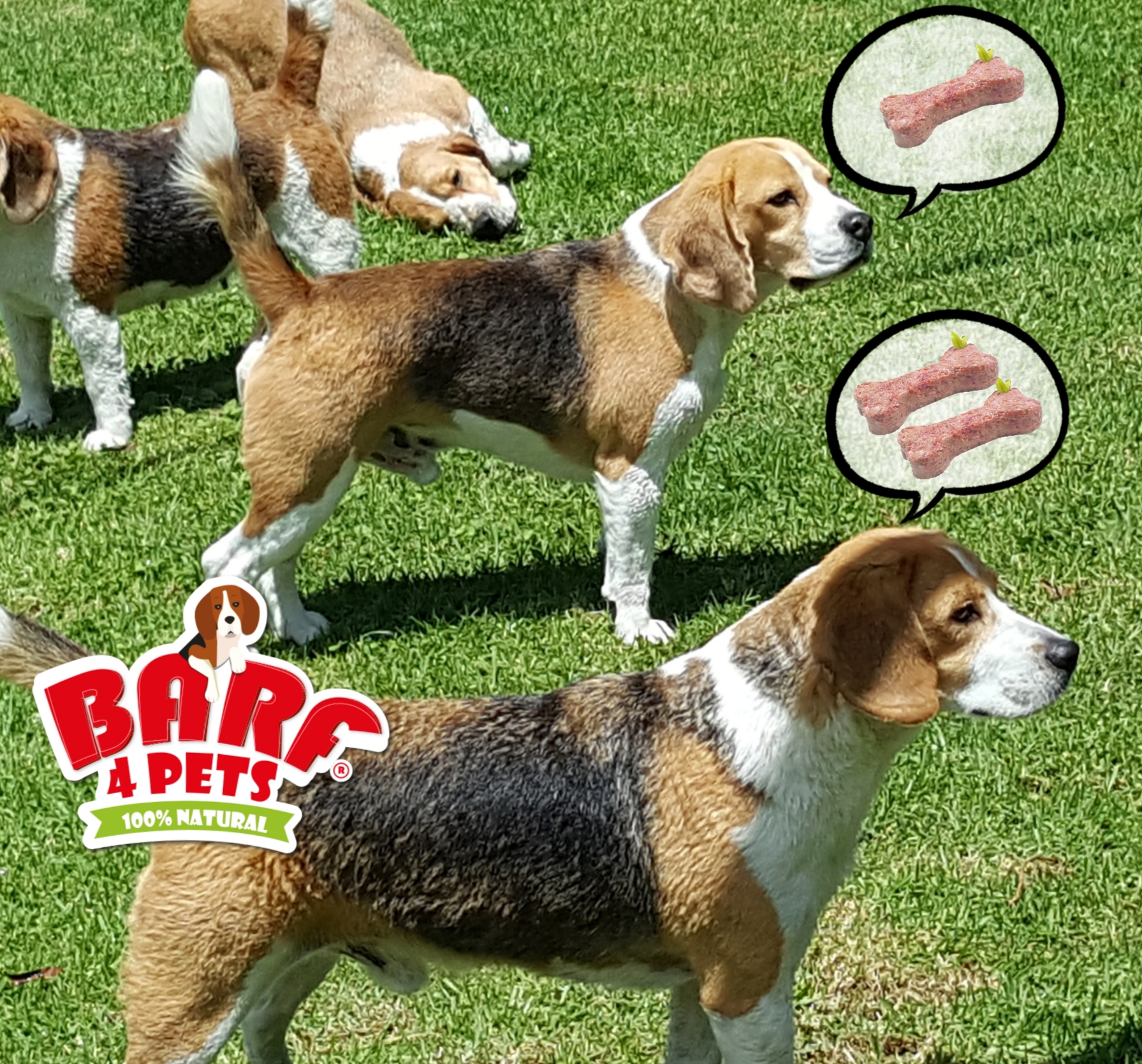 es un beagle harrier una buena mascota